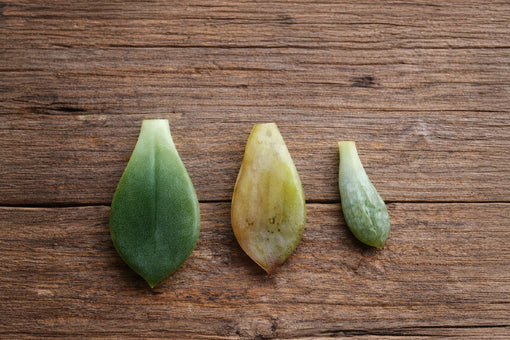 ¿Qué le está pasando a mi suculenta?