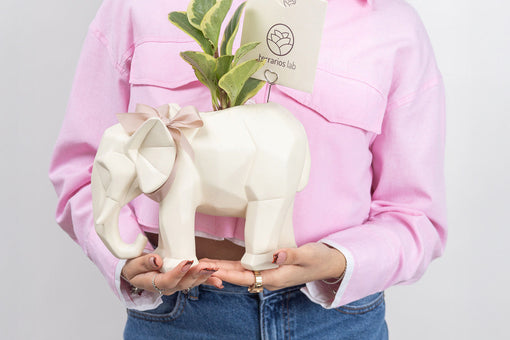 Regalo botánico de San Valentín con planta peperomia viva en maceta decorativa tipo elefante de Terrarios Lab.