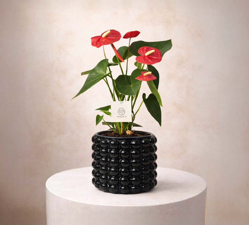 Anturio en Maceta Burbuja - Regalo