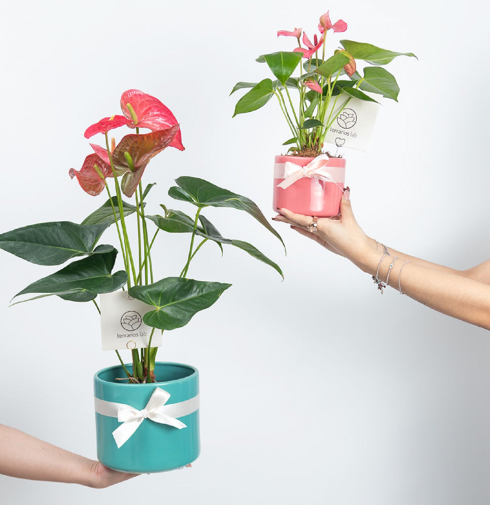 Anturio de Regalo - Cilindro Chico