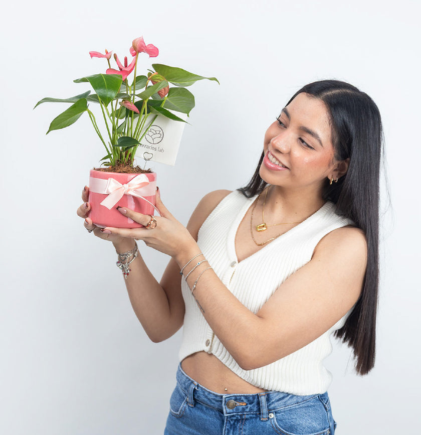 Anturio de Regalo - Cilindro Chico