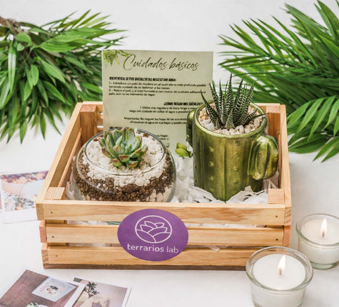 Cactus & Terrario Mini - Combo