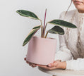 Calathea Triostar en Maceta Rosa - Regalo