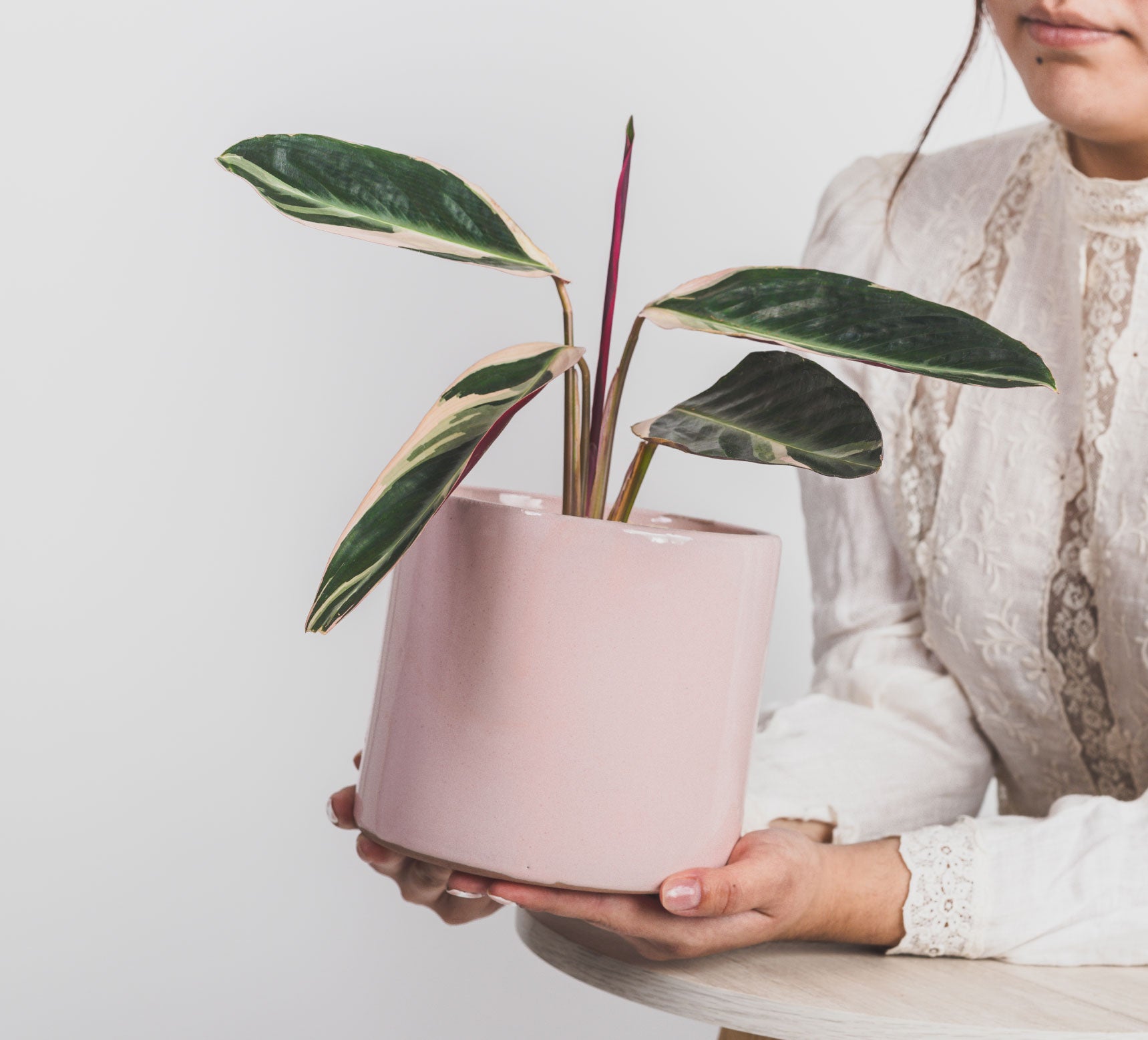 Calathea Triostar en Maceta Rosa - Regalo