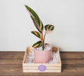 Calathea Triostar en Maceta Rosa - Combo