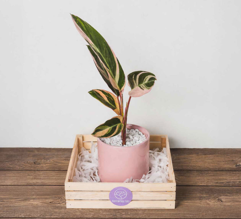 Calathea Triostar en Maceta Rosa - Combo