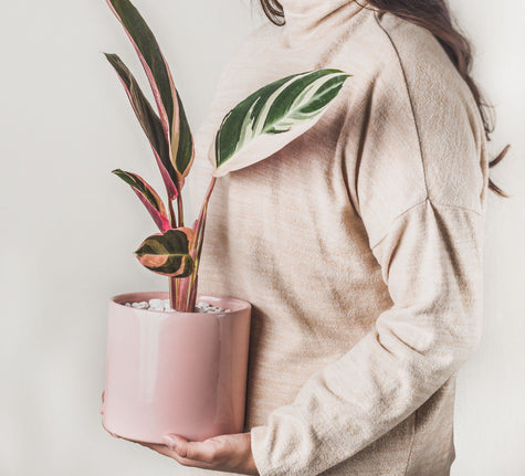 Calathea Triostar en Maceta Rosa - Regalo