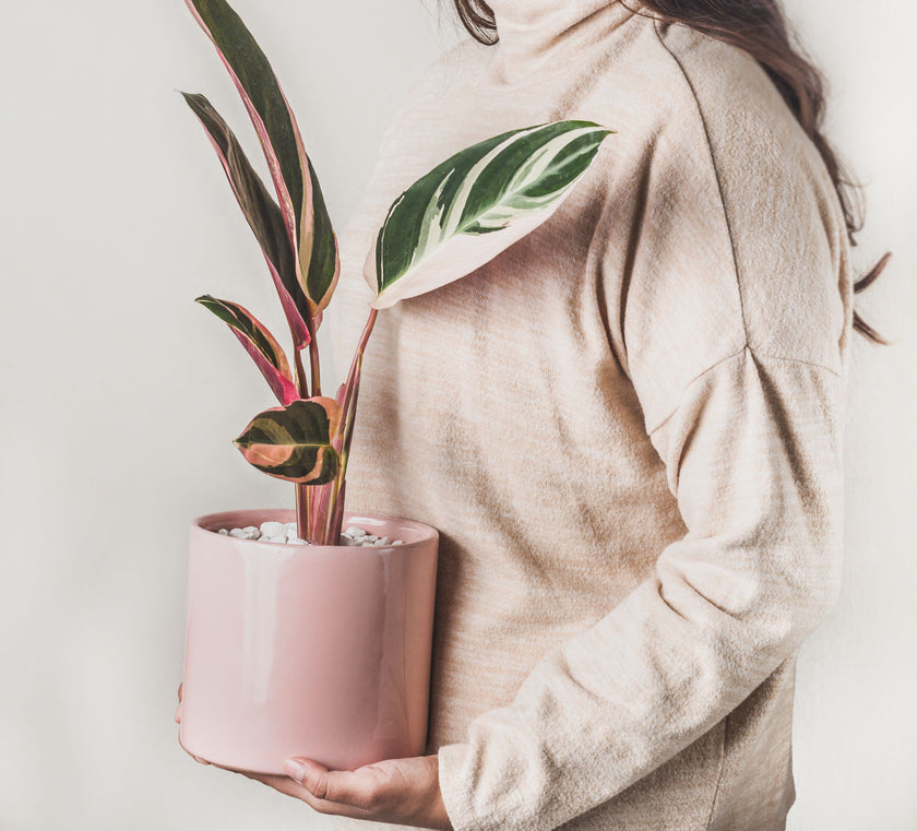 Calathea Triostar en Maceta Rosa - Combo