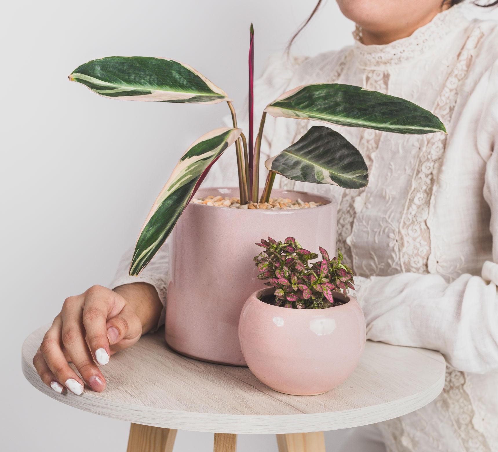 Calathea Triostar en Maceta Rosa - Combo
