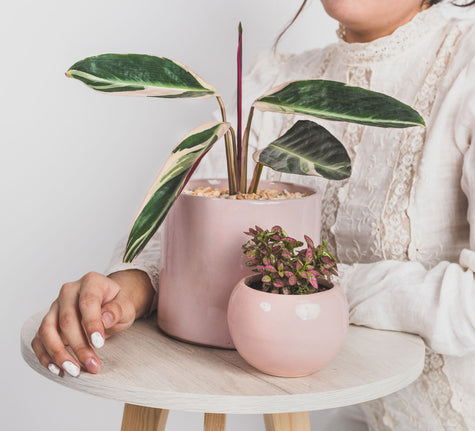 Calathea Triostar en Maceta Rosa - Regalo
