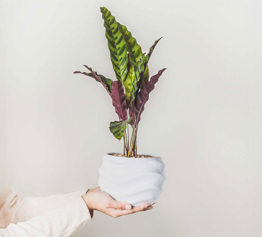 Maceta Caramelo - Regalo