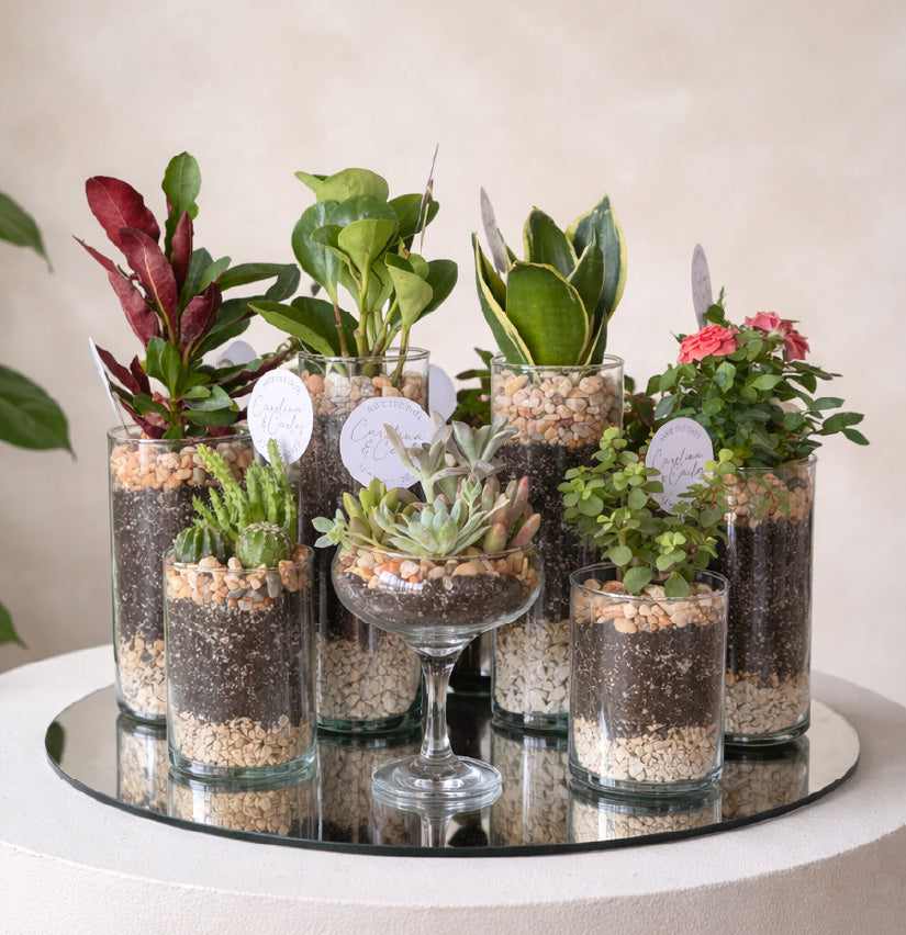 Recuerdo Vivo con Plantas para Eventos - Doble Propósito