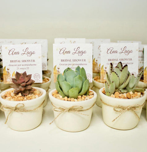 Clásicas Suculenta - Recuerdo