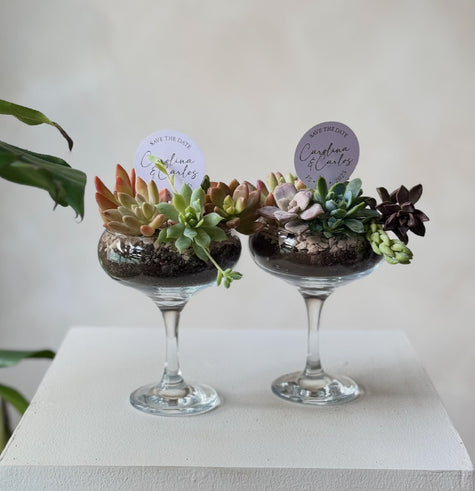 Cocktail de Suculentas