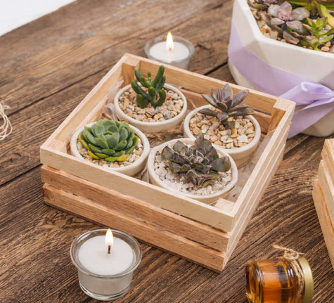 Suculentas de Regalo - Combo