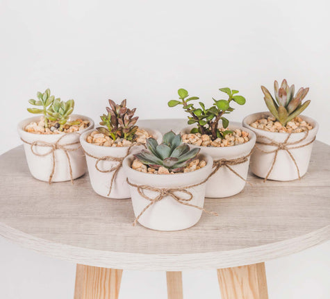 Suculentas de Regalo - Combo