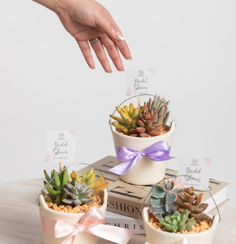 Cubeta Suculenta - Recuerdo