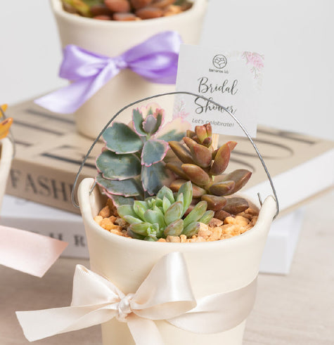 Cubeta Suculenta - Recuerdo