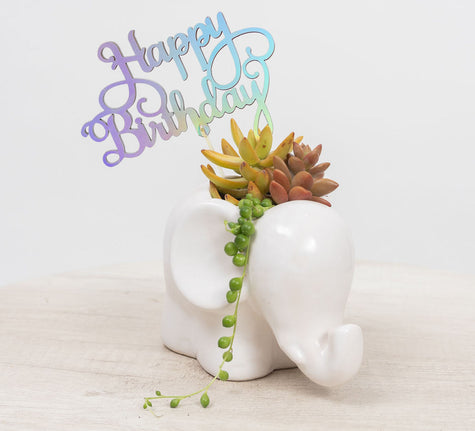 Elefante Baby con Suculentas - Cumpleaños