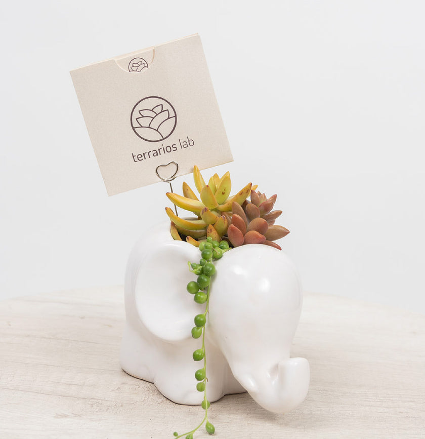 Elefante Baby con Suculentas de Regalo