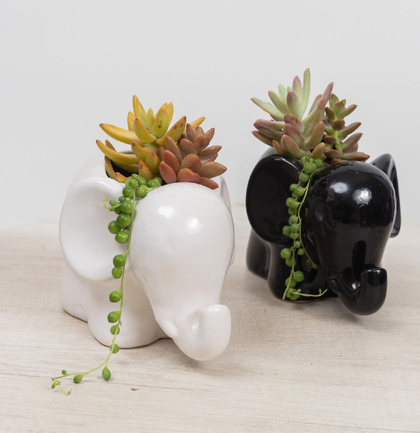 Elefante Baby con Suculentas de Regalo