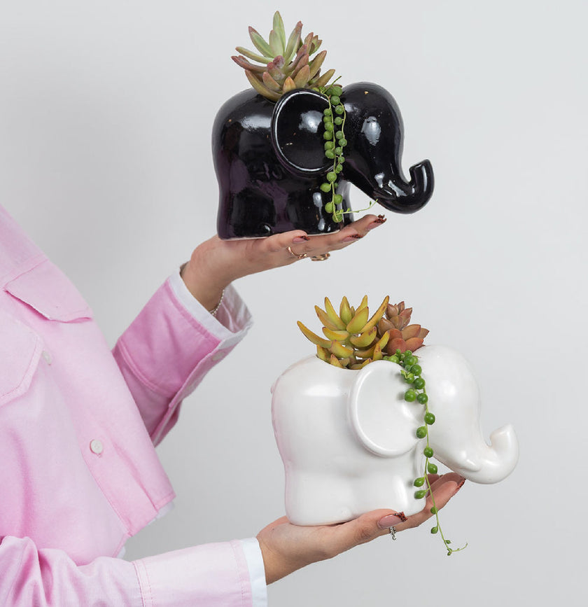 Elefante Baby con Suculentas de Regalo