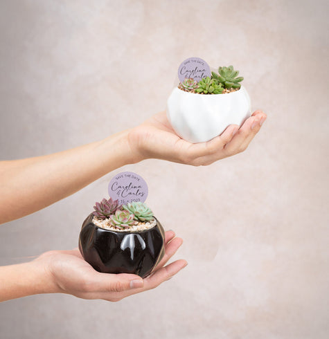 Geométrica Esmaltada con Suculenta - Recuerdo