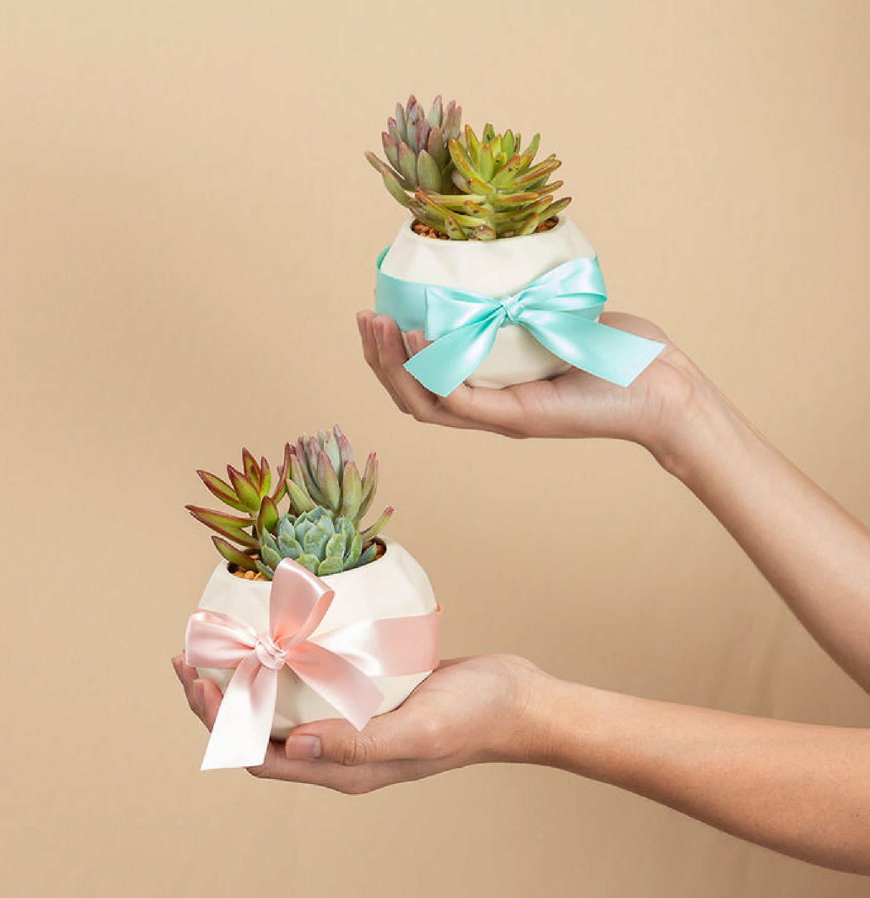 Geométrica Suculenta de Regalo