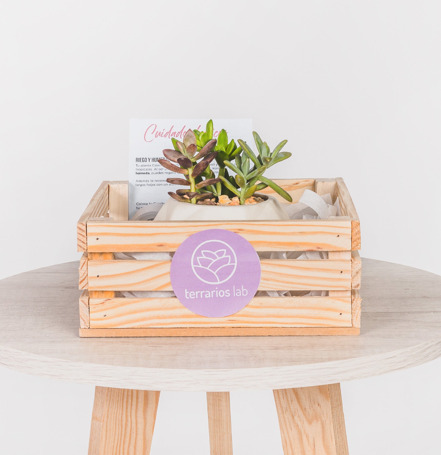 Geométrica Suculenta de Regalo