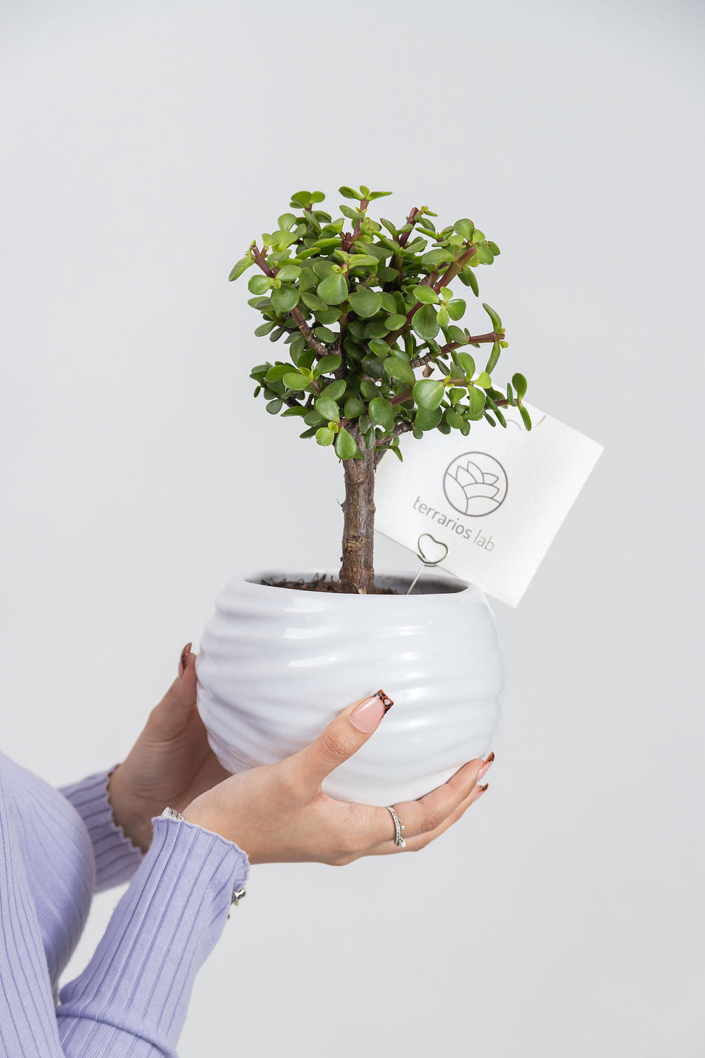 Maceta Caramelo - Regalo