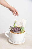 Taza Suculenta - Regalo