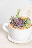 Taza Suculenta - Regalo