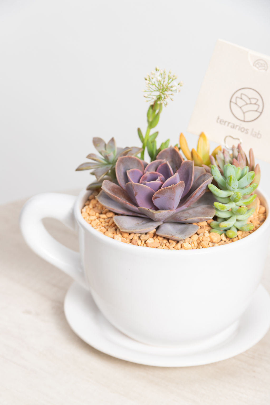 Taza Suculenta - Regalo