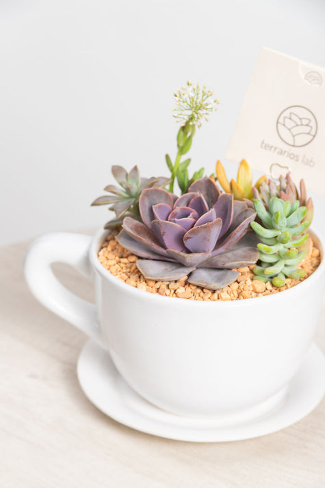 Taza Suculenta - Regalo