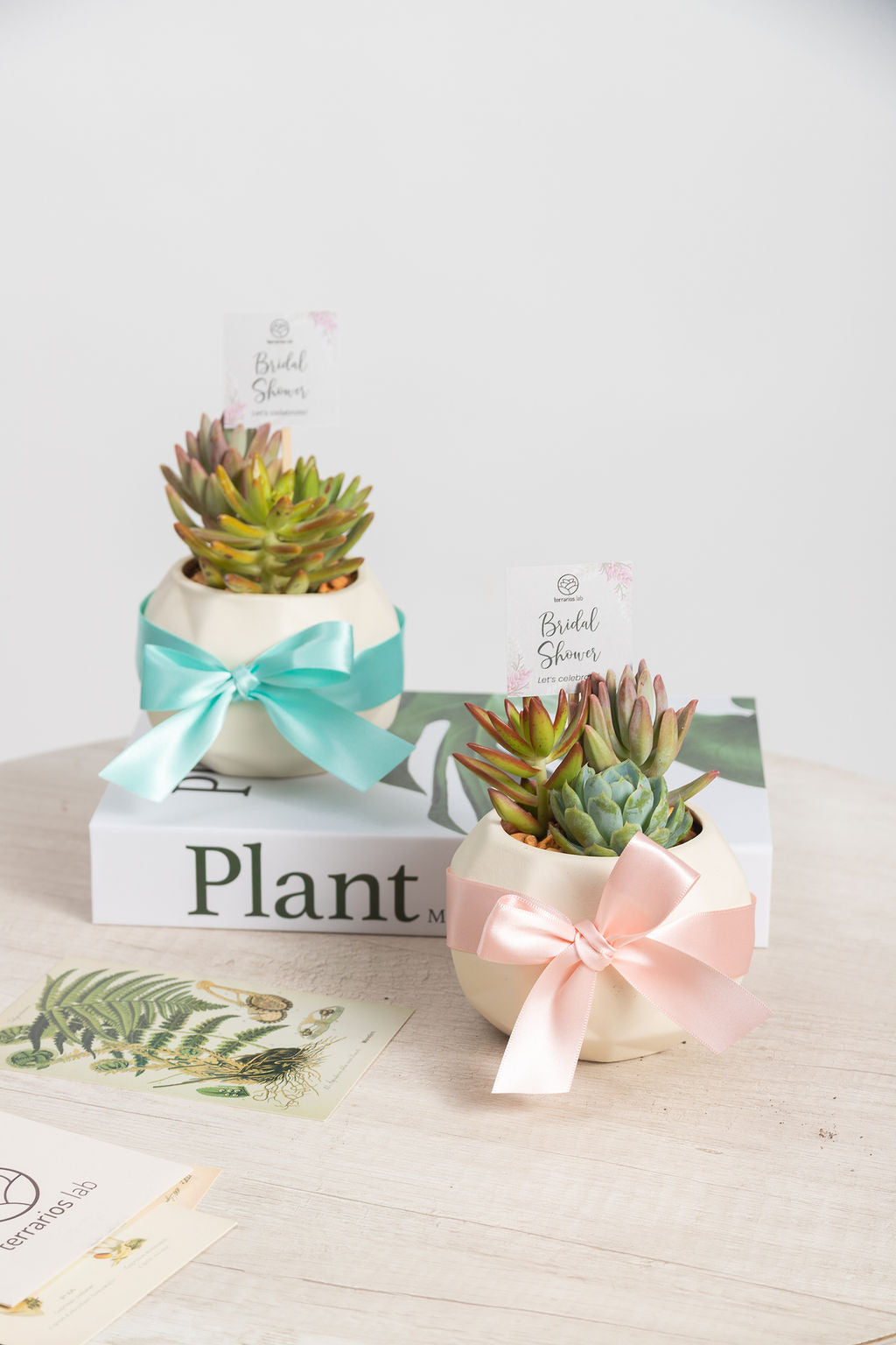 Geométrica Suculenta de Regalo