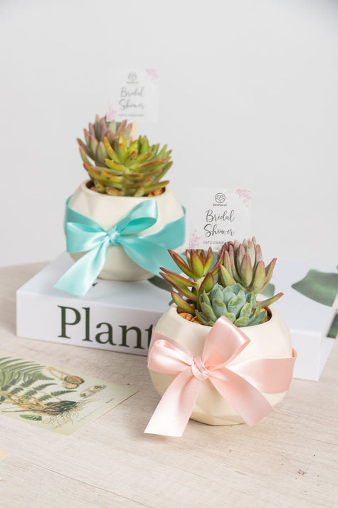 Geométrica Suculenta - Recuerdo