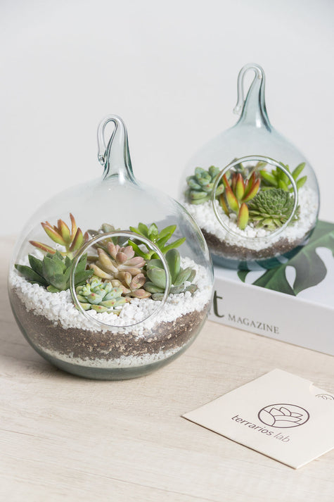 Terrario de Regalo con Suculentas