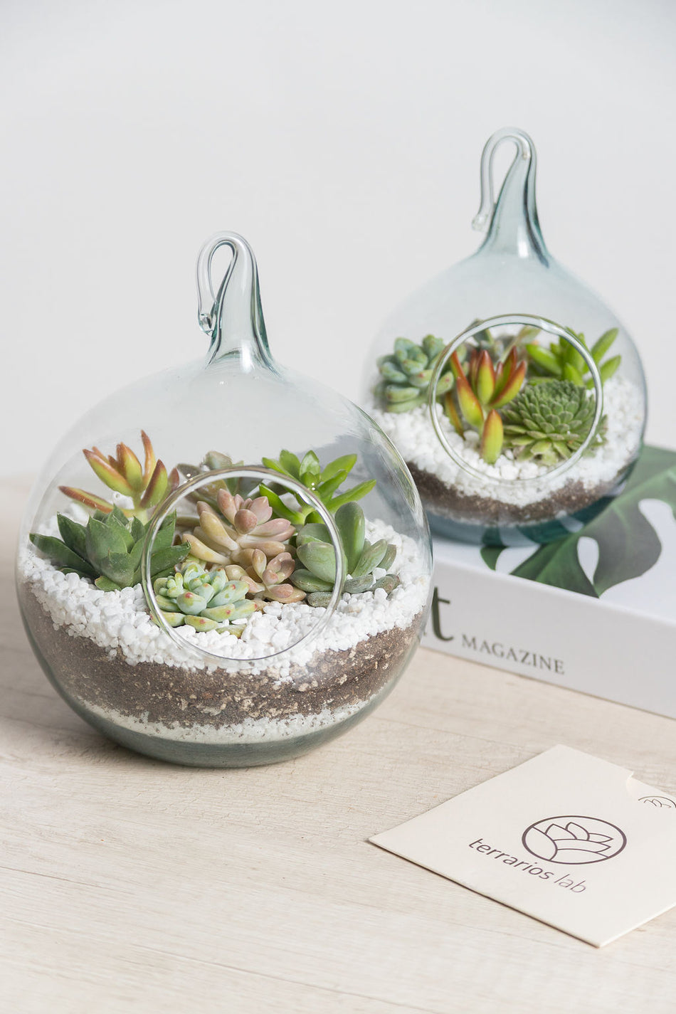 Terrario de Regalo con Suculentas