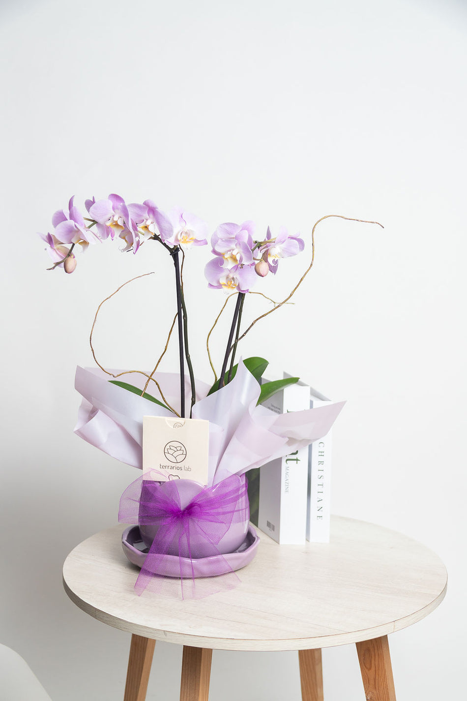 Tuliparty con Orquídea - Regalo