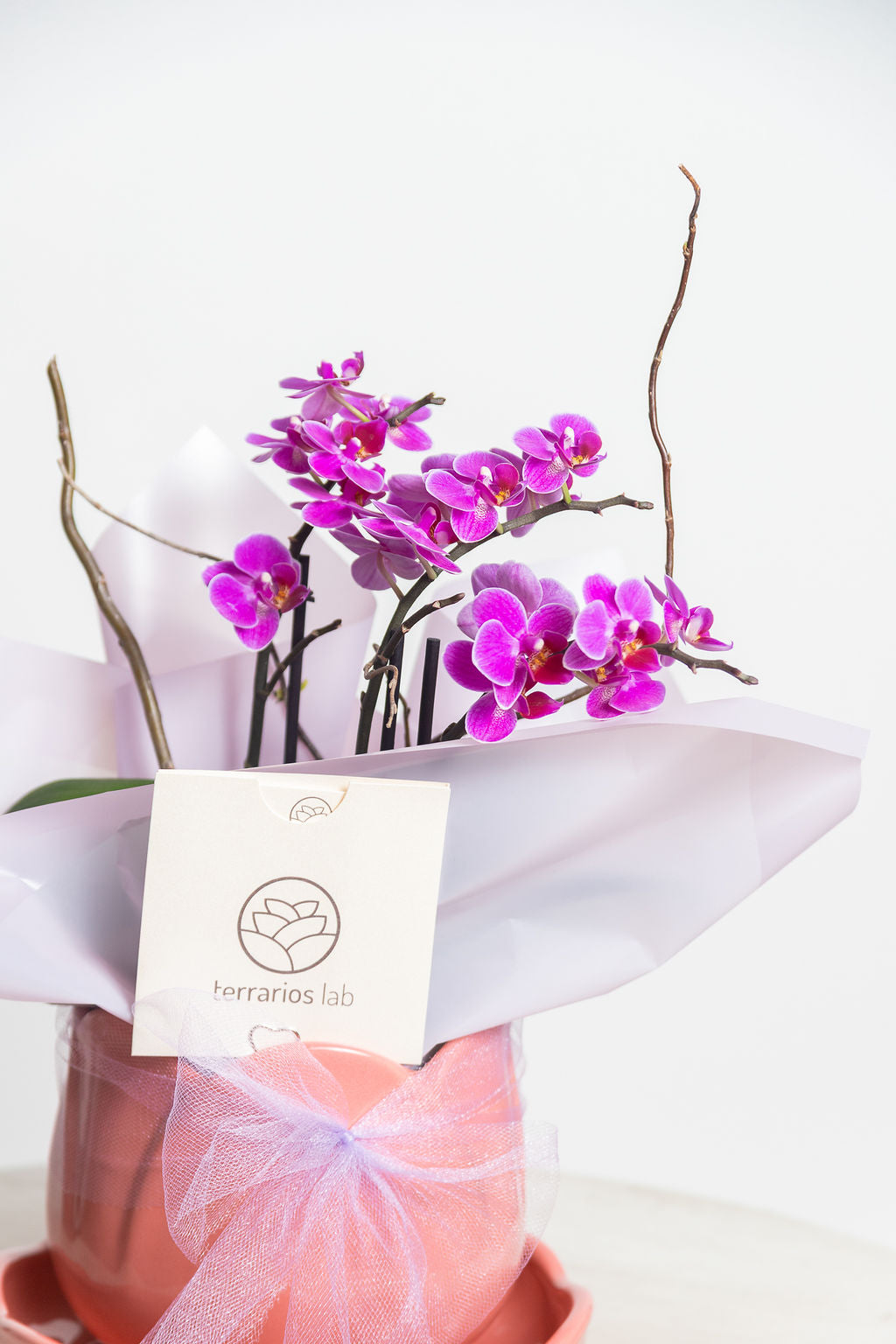 Tuliparty con Orquídea - Regalo