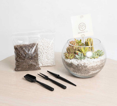 Terrario Pecera con Suculentas - Kit