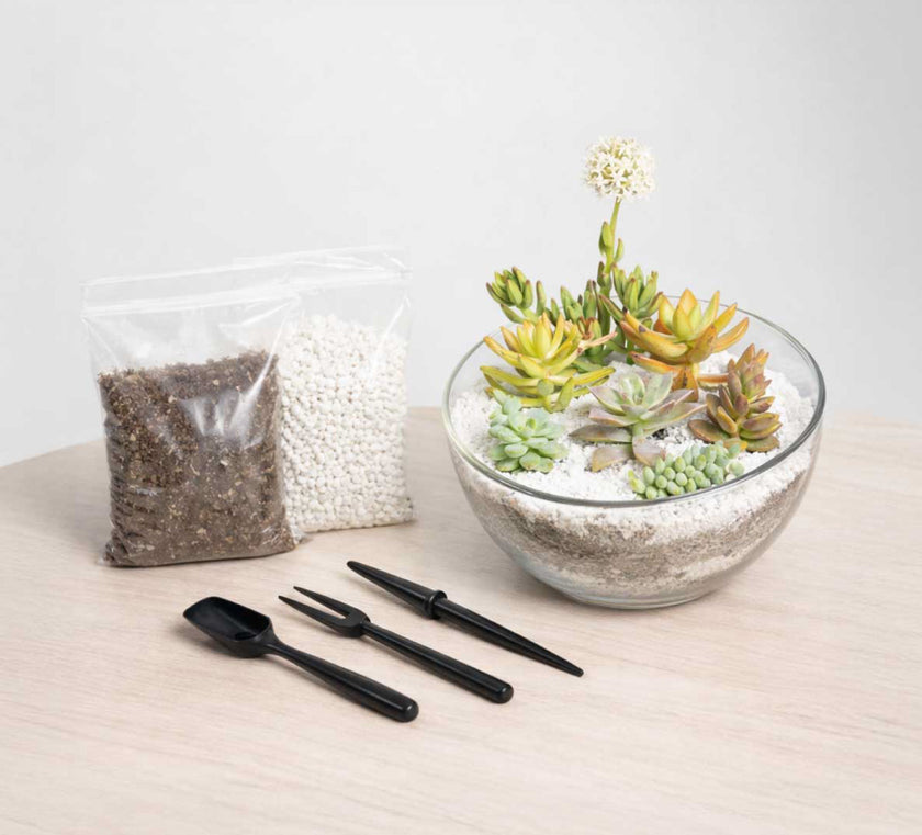 Terrario Media luna con Suculentas - Kit