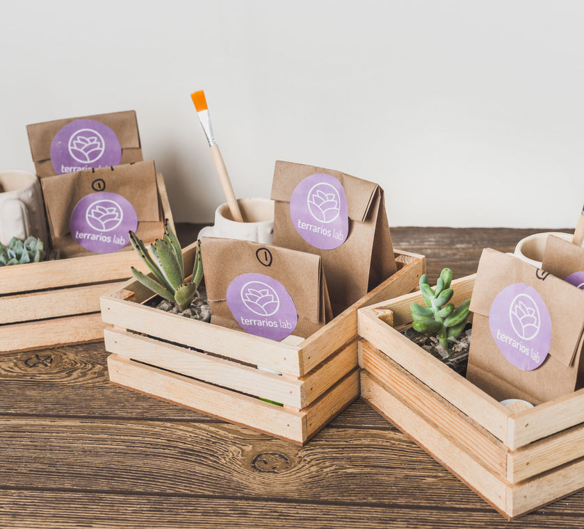 Pinta tu Maceta y Planta tu Suculenta - Kit