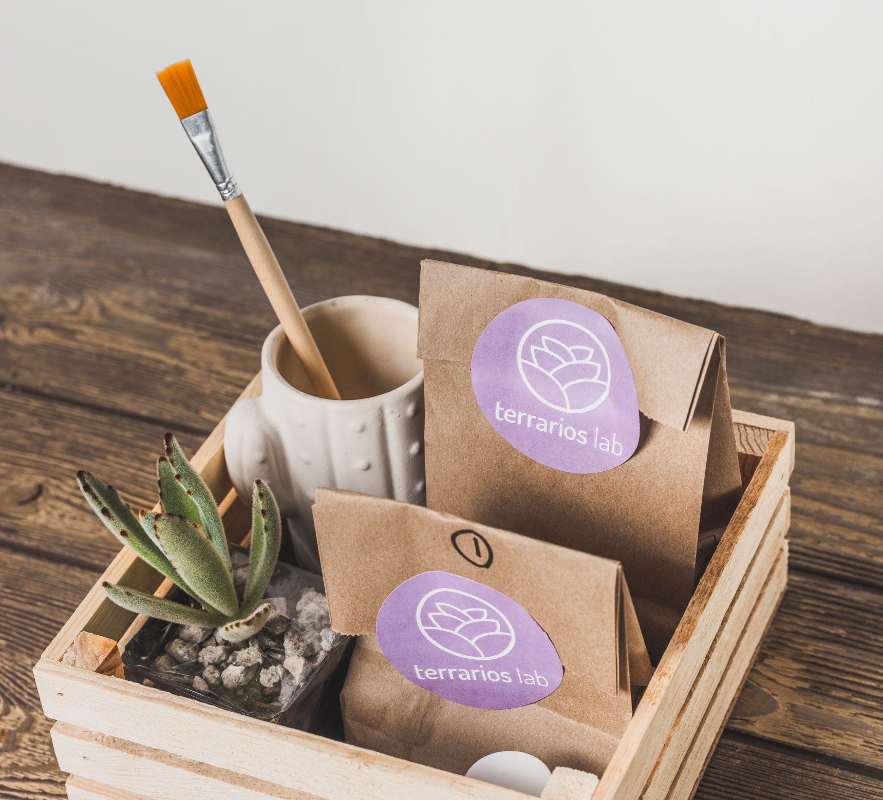 Pinta tu Maceta y Planta tu Suculenta - Kit