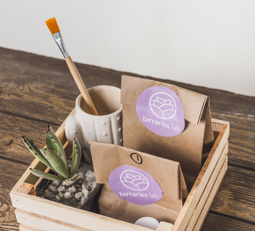 Pinta tu Maceta y Planta tu Suculenta - Kit