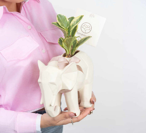 Elefantástico con Plantas - Regalo