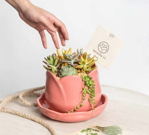 Tuliparty de Suculentas - Regalo