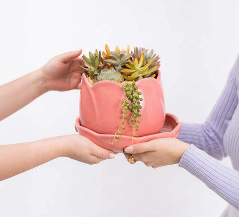 Tuliparty de Suculentas - Regalo