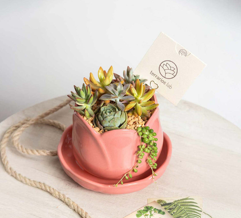 Tuliparty de Suculentas - Cumpleaños