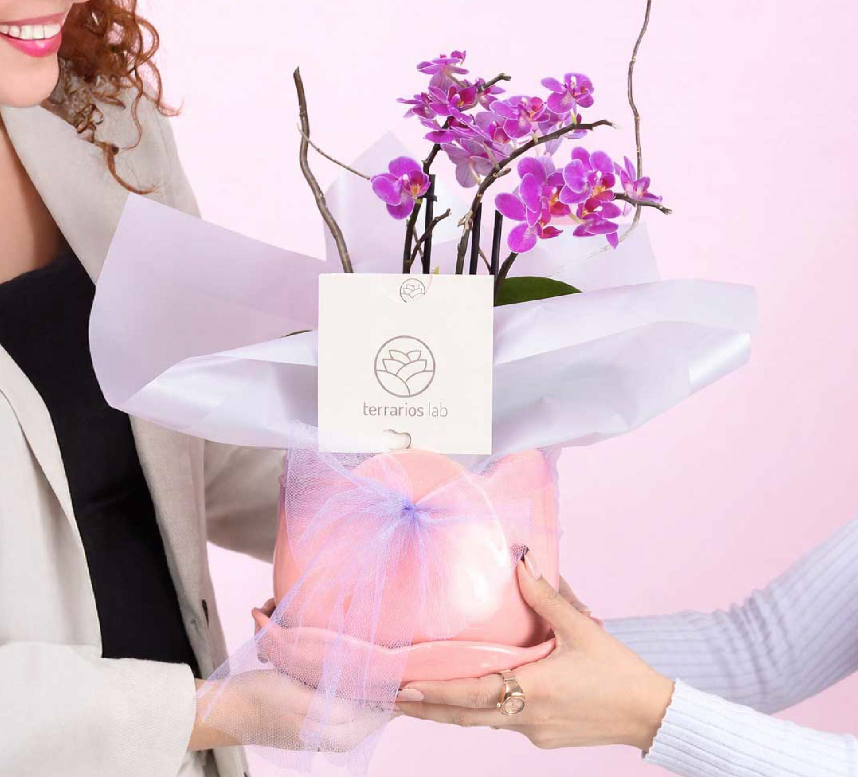 Tuliparty con Orquídea - Regalo